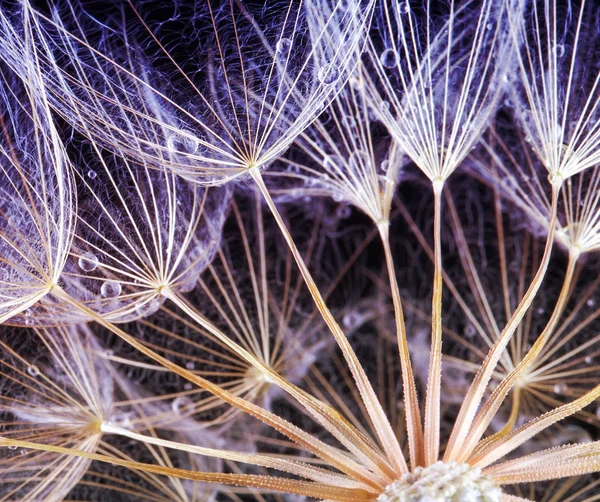 Güzel bir arka plan üzerinde Çiy damlaları karahindiba tohumları. 