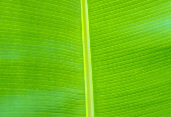 Grüne Blatttextur Einer Pflanze Aus Nächster Nähe — Stockfoto