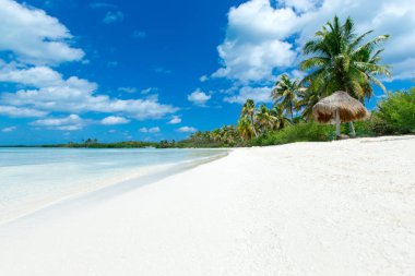 plaj ve tropikal deniz