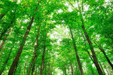 Orman ağaçları. doğa yeşil ahşap güneş ışığı arka planı