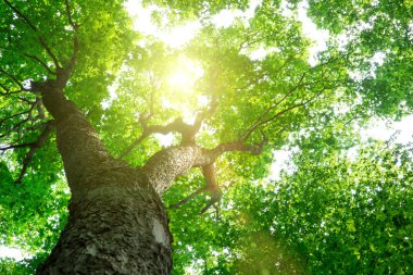 Orman ağaçları. doğa yeşil ahşap güneş ışığı arka planı