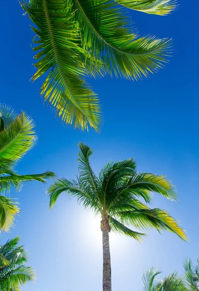 椰子树 美丽的热带背景 — 图库照片