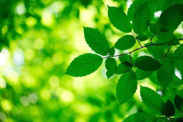 Folhas Verdes Nos Fundos Verdes — Fotografia de Stock