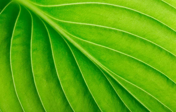 Grünes Blatt Als Hintergrund — Stockfoto