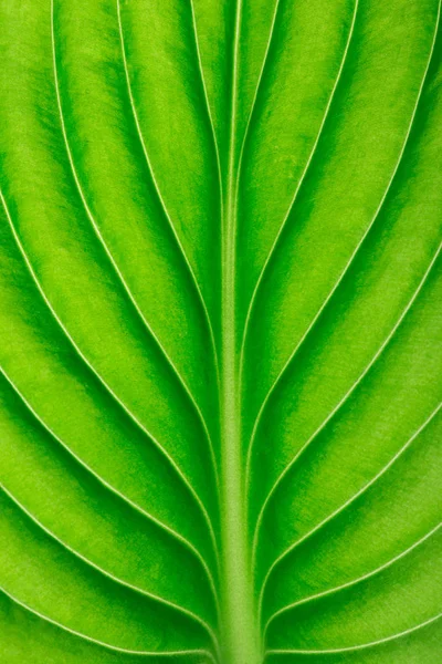 Zielony Liść Jako Tło — Zdjęcie stockowe