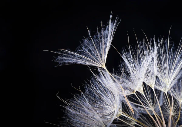 Semi Tarassaco Nero Macro Della Natura — Foto Stock