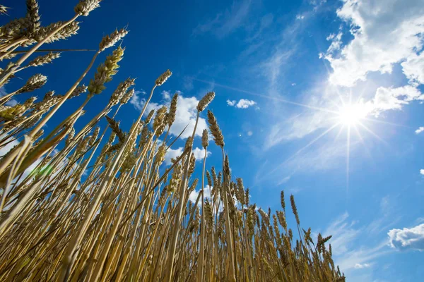 Altın Buğday Tarlası Güneşli Gün — Stok fotoğraf