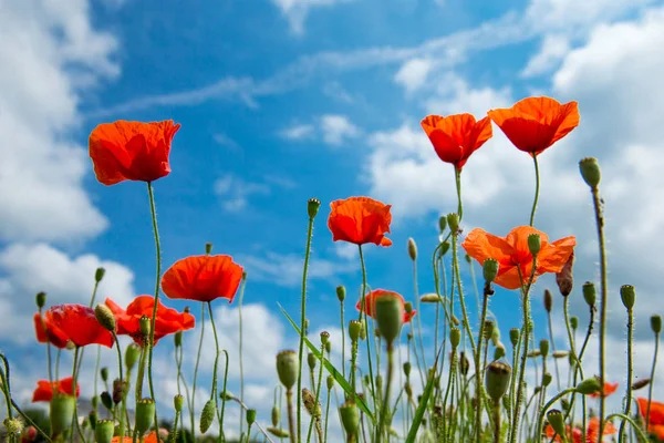 summer poppy flowers under blue sky and sunlight