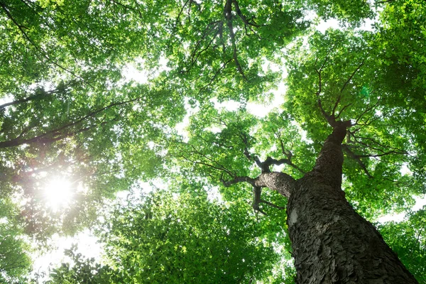 Alberi Della Foresta Natura Verde Legno Luce Del Sole Sfondi — Foto Stock