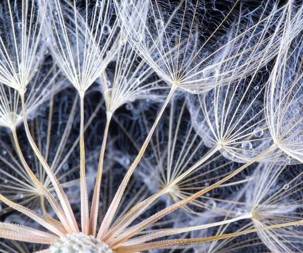 Mniszek Nasienie Tła Zbliżenie Makro Nasienie Natura Wiosna — Zdjęcie stockowe