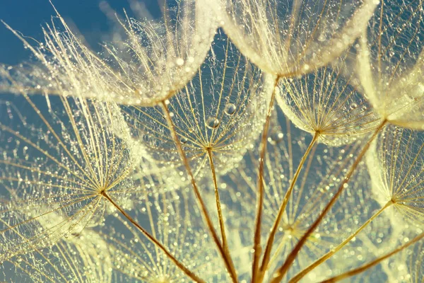 Semillas Diente León Las Gotas Rocío Sobre Hermoso Fondo — Foto de Stock