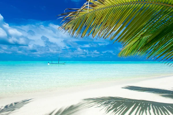 Plage Tropicale Aux Maldives Avec Peu Palmiers Lagune Bleue — Photo