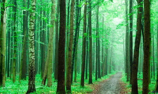 Soleil Matin Dans Forêt Verte Images De Stock Libres De Droits