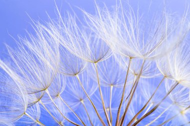 Karahindiba tohumları mavi arka planda esiyor.
