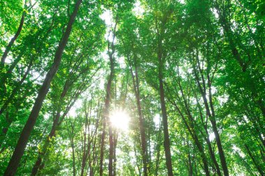 Orman ağaçları. doğa yeşil ahşap güneş ışığı arka planı