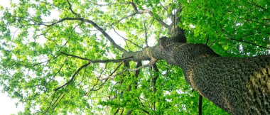 Orman ağaçları. doğa yeşil ahşap güneş ışığı arka planı