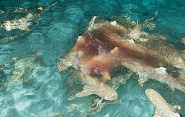 resif köpekbalığı, köpekbalığı kıyıda Yüzme