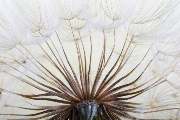 Paardebloem Zaad Achtergrond Zaad Macro Close Lente Natuur — Stockfoto