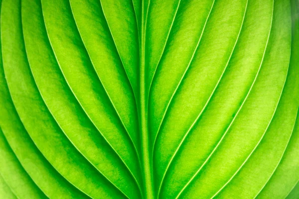 Zelený List Jako Pozadí — Stock fotografie