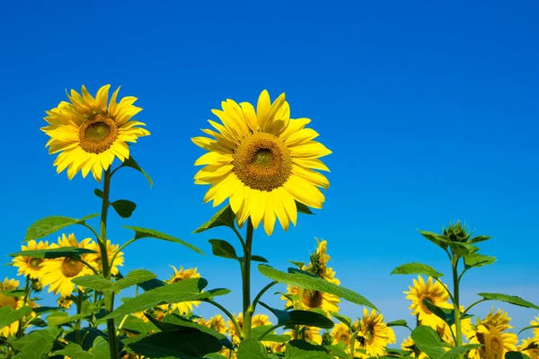 Zonnebloemenveld Met Bewolkte Blauwe Lucht — Stockfoto