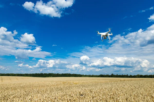 Flying Drone Wheat Field — Stock Photo, Image