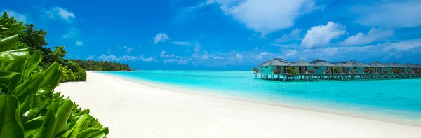 Playa Tropical Maldivas Con Pocas Palmeras Laguna Azul —  Fotos de Stock