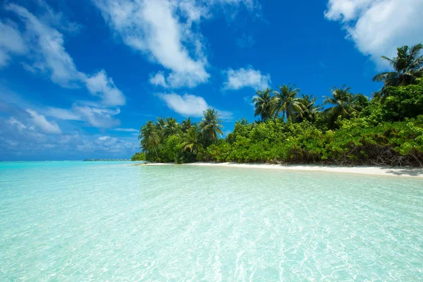 Plage Tropicale Aux Maldives Avec Peu Palmiers Lagune Bleue — Photo