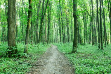 Orman ağaçları. doğa yeşil ahşap güneş ışığı arka planı