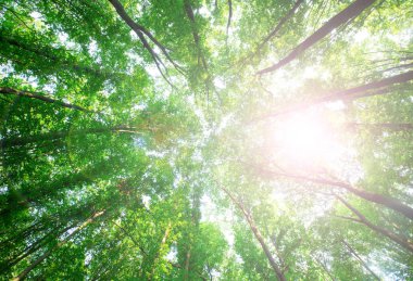 Orman ağaçları. doğa yeşil ahşap güneş ışığı arka planı