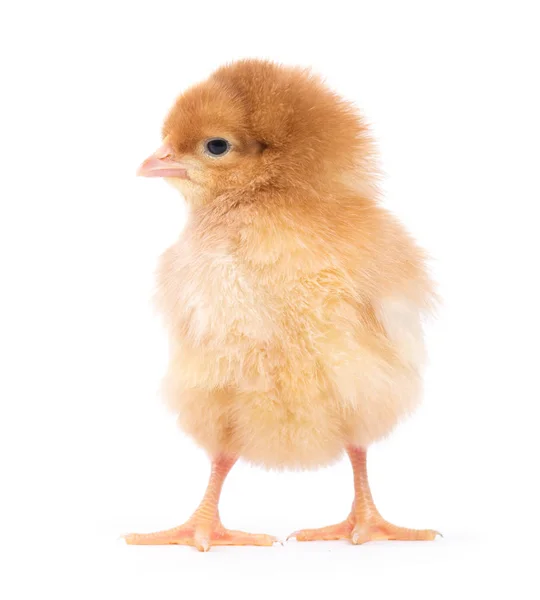 Little Chicken Isolated White — Stock Photo, Image