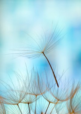 Karahindiba tohum arka plan. Tohum makro portre. Bahar doğa