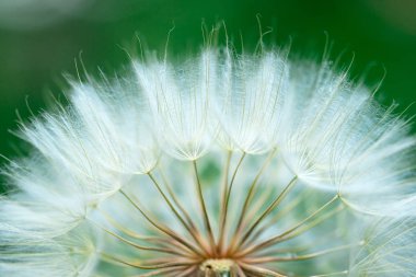 Yeşil arka planda karahindiba tohumları