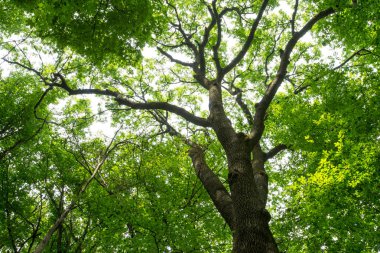 Orman ağaçları. doğa yeşil ahşap güneş ışığı arka planı