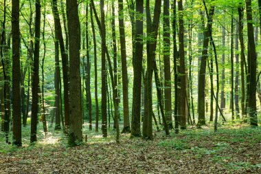 Orman ağaçları. doğa yeşil ahşap güneş ışığı arka planı