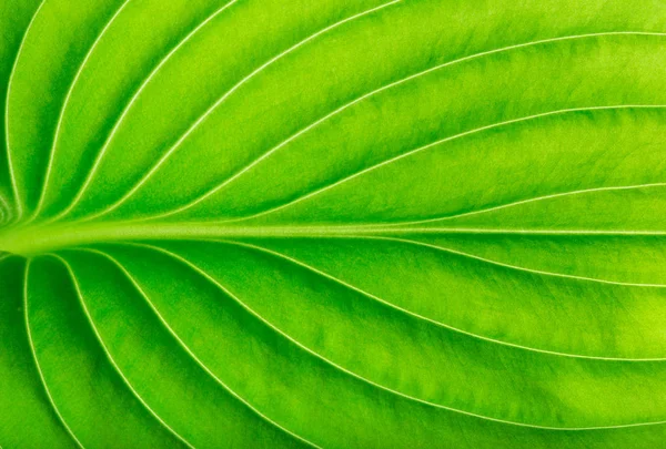 Текстура Зеленого Листа Фон — стокове фото