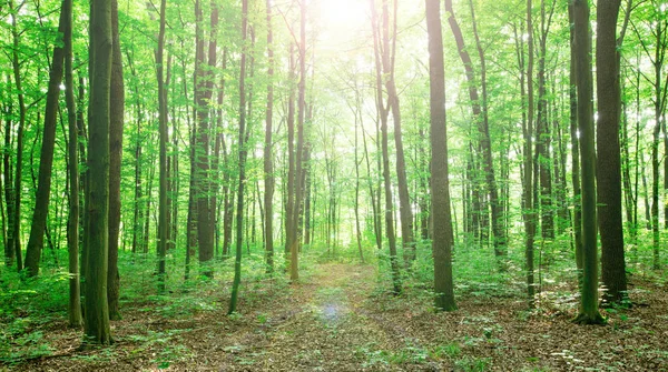 Alberi Della Foresta Natura Verde Legno Luce Del Sole Sfondi — Foto Stock