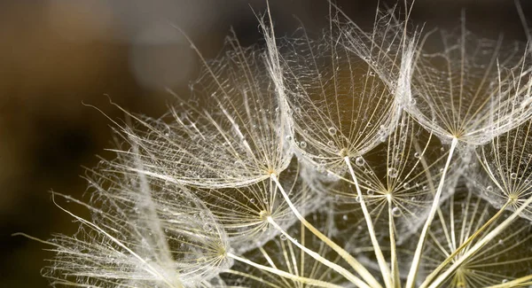 蒲公英种子的背景 种子宏特写 春天自然 — 图库照片