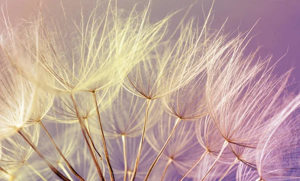 Fundo Semente Dente Leão Fechamento Macro Sementes Natureza Primavera — Fotografia de Stock