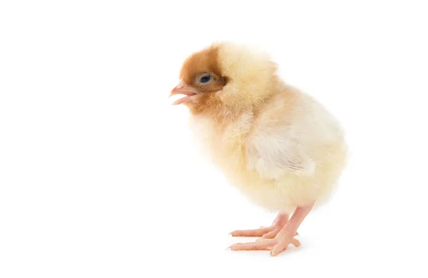 Mały Kurczak Izolowany Białym — Zdjęcie stockowe