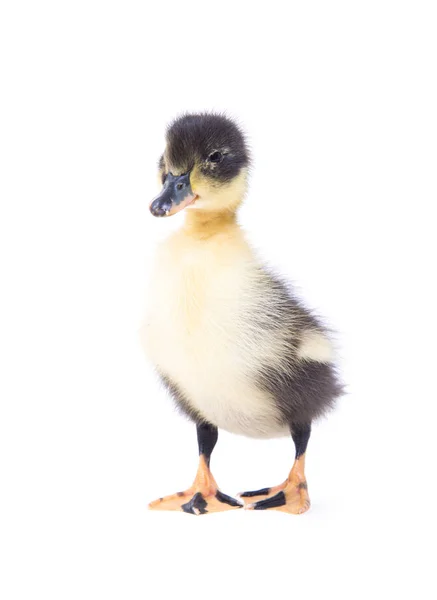 Söt Liten Nyfödd Fluffig Ankunge Ung Anka Isolerad Vit Bakgrund — Stockfoto