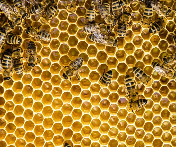 Bienen Schwärmen Auf Einer Wabe — Stockfoto