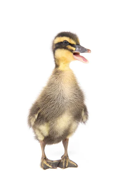 Bonito Patinho Fofo Recém Nascido Pato Jovem Isolado Fundo Branco — Fotografia de Stock