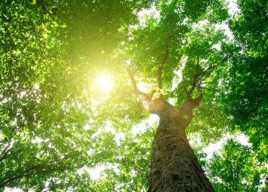 Orman ağaçları. doğa yeşil ahşap güneş ışığı arka planı