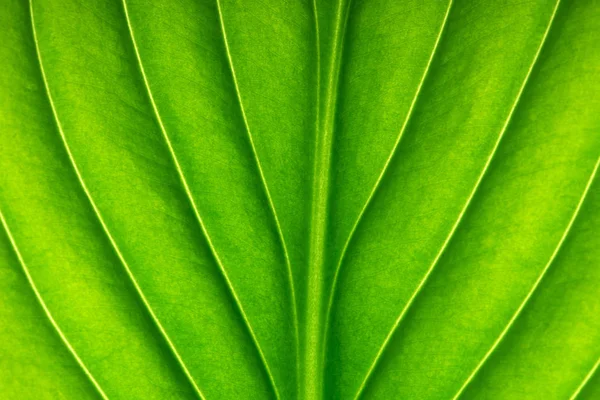 Textura Una Hoja Verde Como Fondo — Foto de Stock