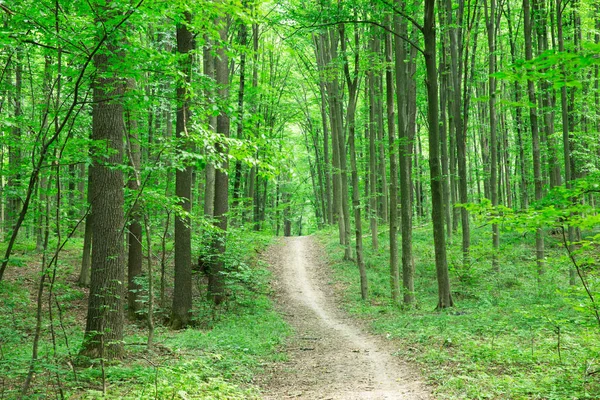 Orman ağaçları. doğa yeşil ahşap güneş ışığı arka planı
