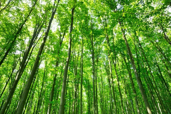 Leśne Drzewa Natura Zielone Drewno Sunlight Tła — Zdjęcie stockowe