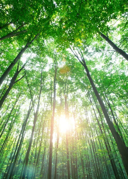 Alberi Della Foresta Natura Verde Legno Luce Del Sole Sfondi — Foto Stock