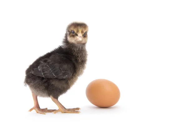 Pequeña Gallina Huevo Aislados Blanco —  Fotos de Stock