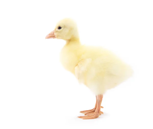 白色背景上的黄色小鸭 — 图库照片
