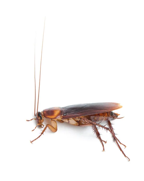 在白色背景上隔离的蟑螂 — 图库照片